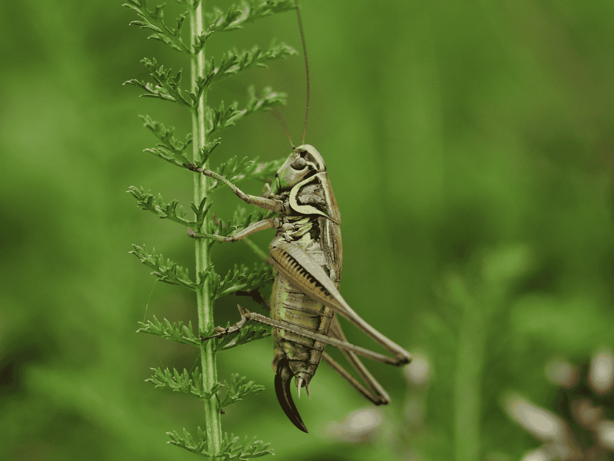 Crickets control in Union County, NJ