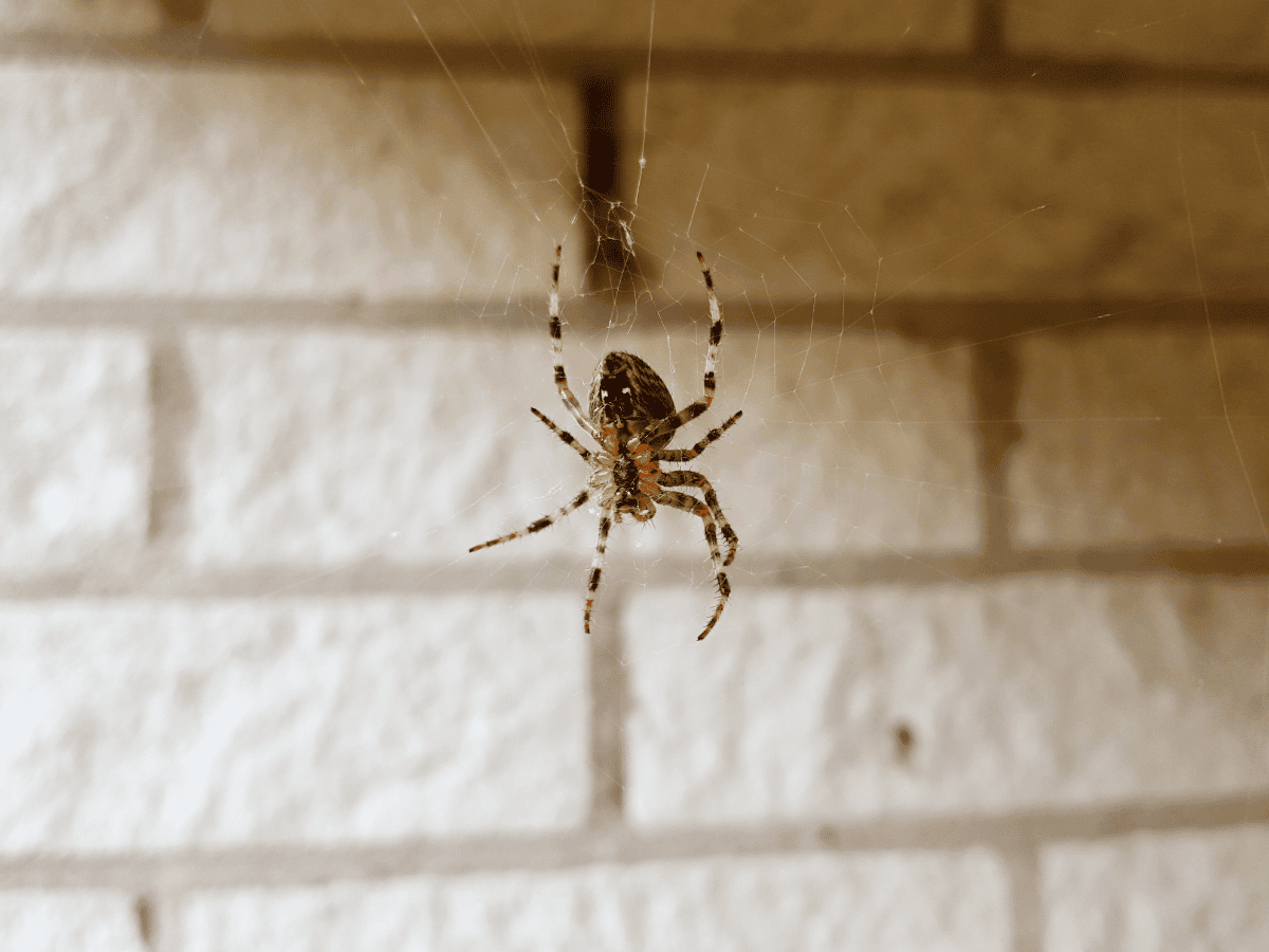 Spider Removal in Union County, NJ