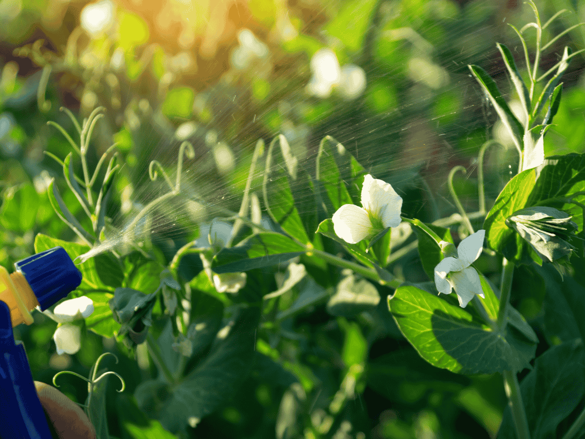 Spraying flowering peas with a remedy for Crickets control