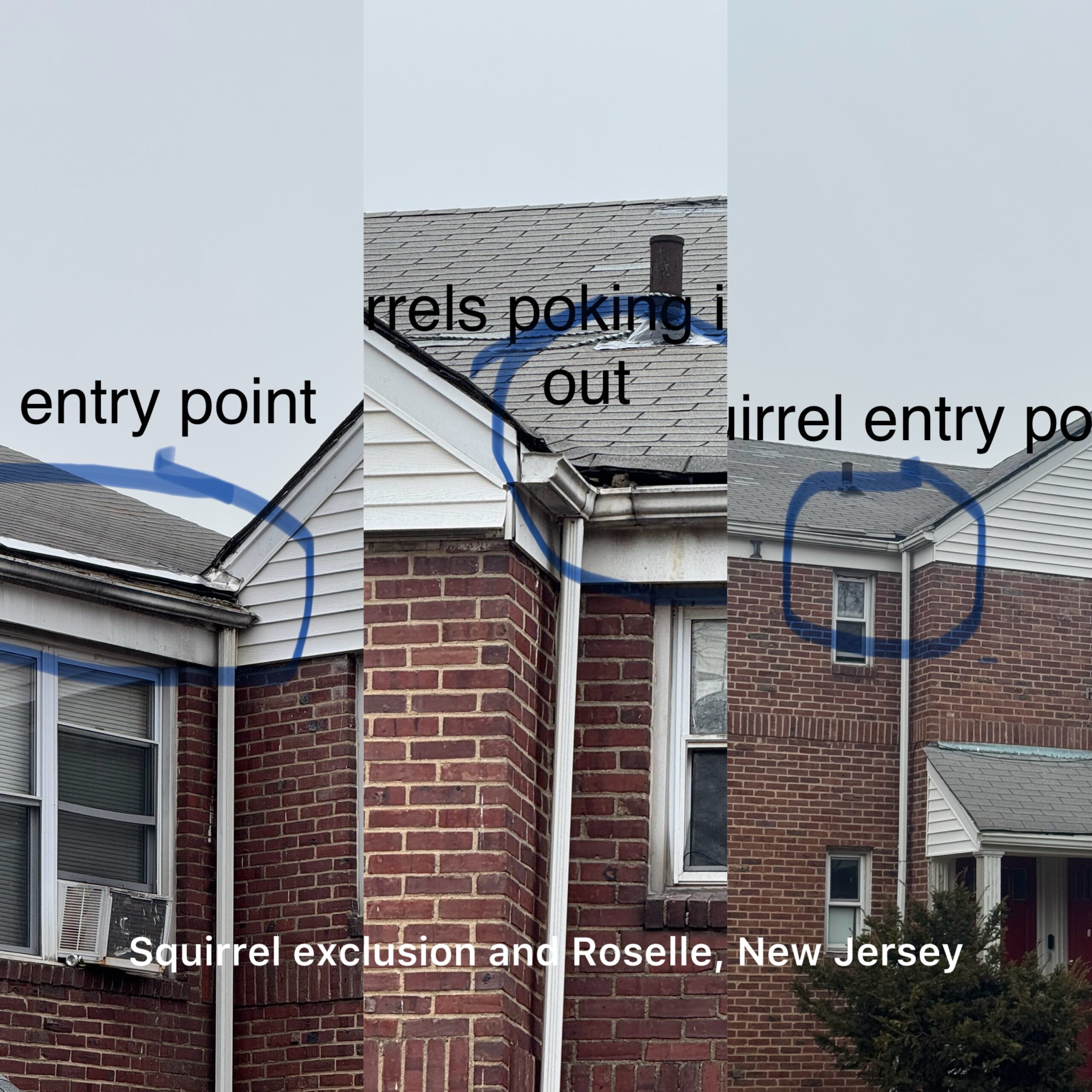 squirrel exclusion in Roselle, NJ