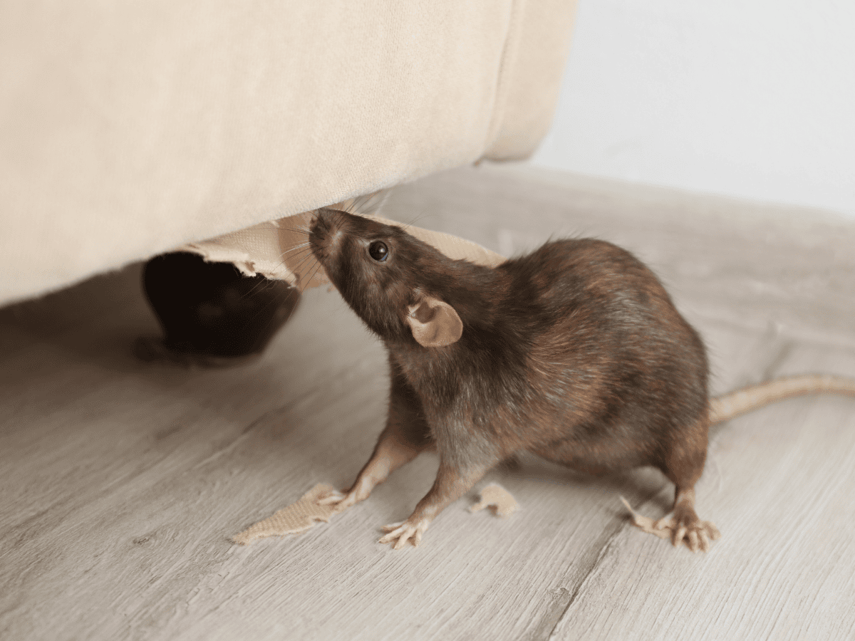 rodent control services at Universal Pest Control