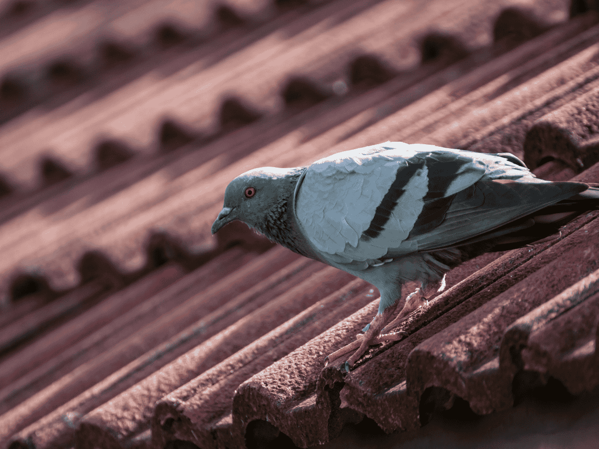 Bird Removal - Universal Pest Control