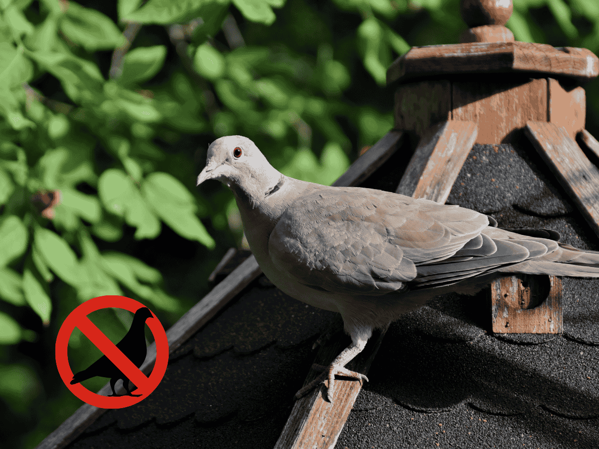 Bird Removal at Universal Pest Control