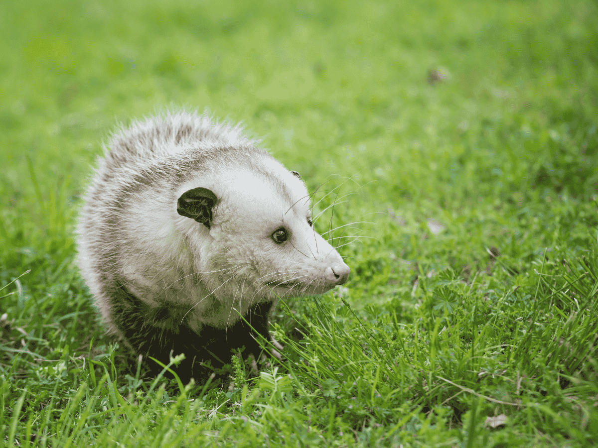 Opossum removal